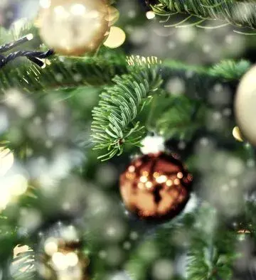 Nordmann Fir Tree